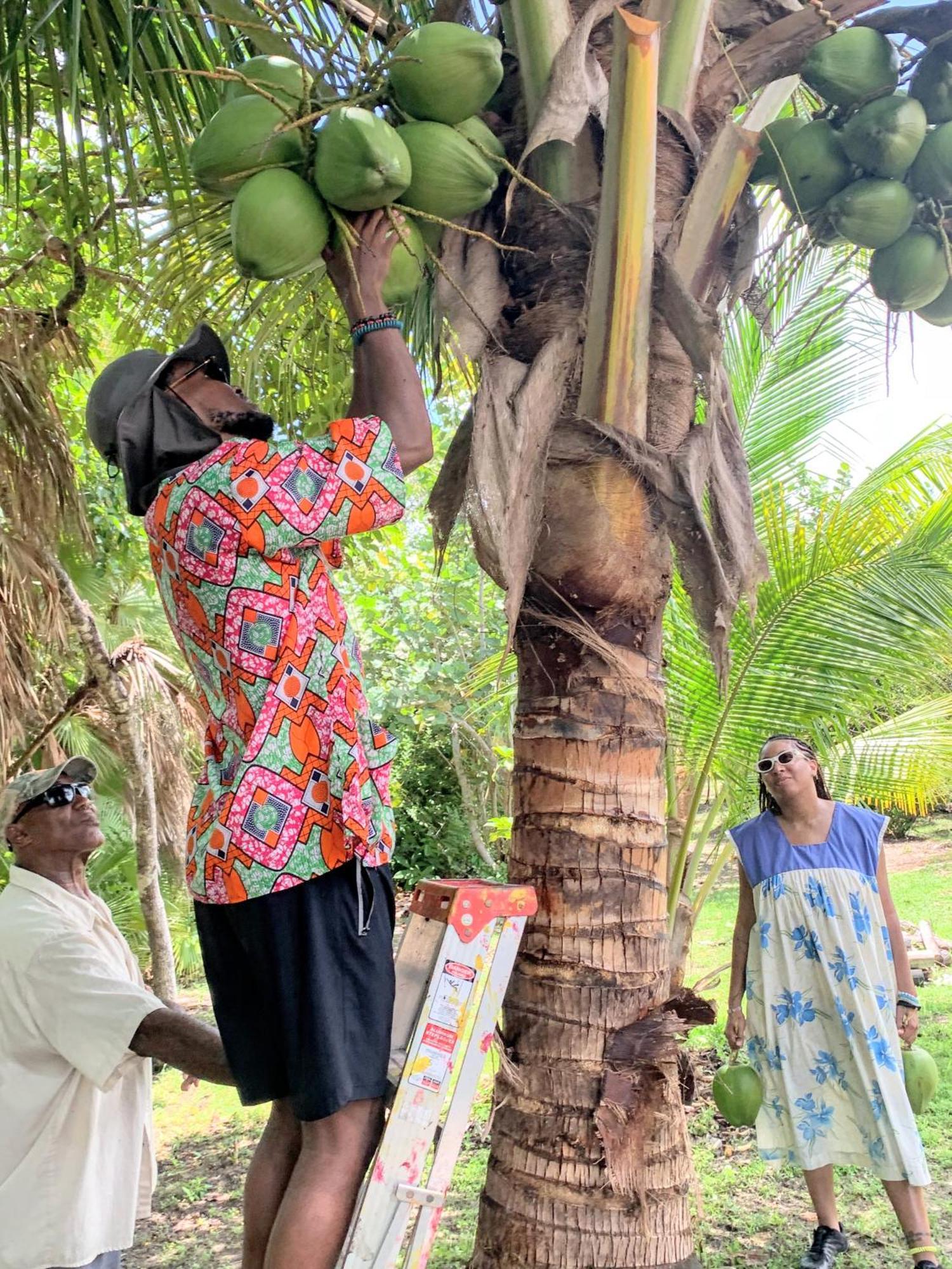 Palmento Grove Garifuna Eco-Cultural & Healing Institute Hopkins Zewnętrze zdjęcie