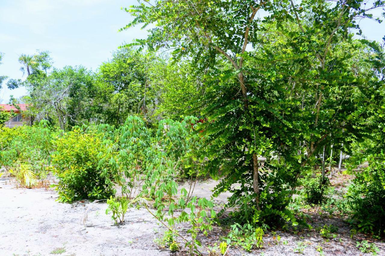 Palmento Grove Garifuna Eco-Cultural & Healing Institute Hopkins Zewnętrze zdjęcie